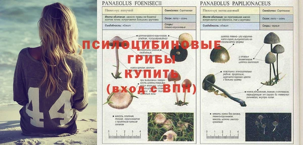сатива Алзамай