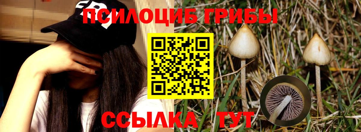 Псилоцибиновые грибы GOLDEN TEACHER Пенза